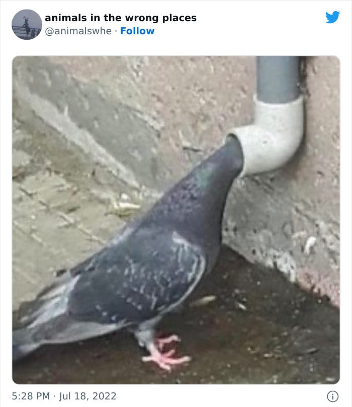 30 Hilarious And Odd Times Animals Were Spotted In Places They Shouldn't Have Been 