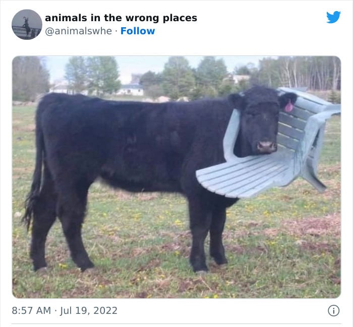 30 Hilarious And Odd Times Animals Were Spotted In Places They Shouldn't Have Been 