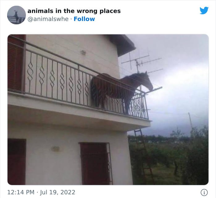 30 Hilarious And Odd Times Animals Were Spotted In Places They Shouldn't Have Been 