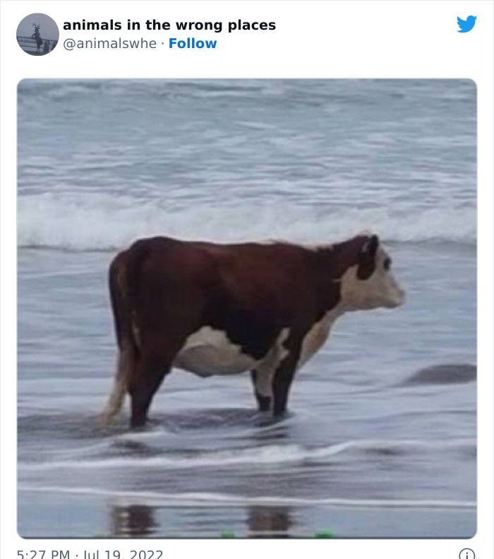 30 Hilarious And Odd Times Animals Were Spotted In Places They Shouldn'T Have Been