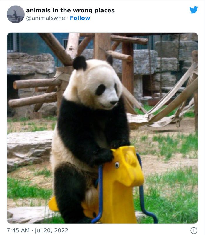 30 Hilarious And Odd Times Animals Were Spotted In Places They Shouldn't Have Been 