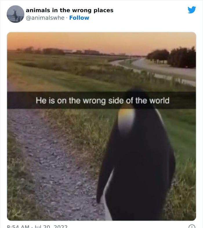 30 Hilarious And Odd Times Animals Were Spotted In Places They Shouldn't Have Been 