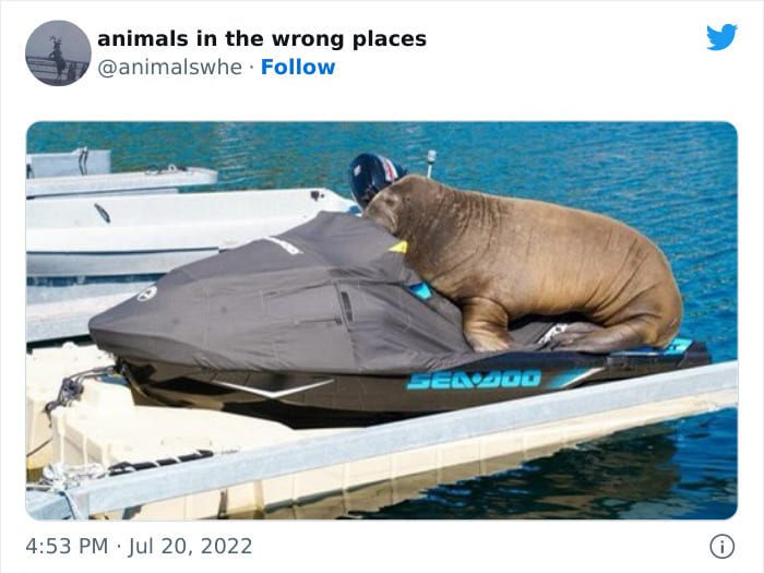 30 Hilarious And Odd Times Animals Were Spotted In Places They Shouldn't Have Been 