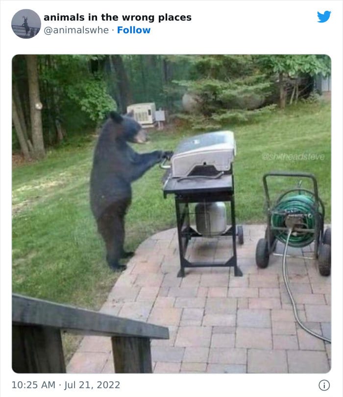 30 Hilarious And Odd Times Animals Were Spotted In Places They Shouldn't Have Been 