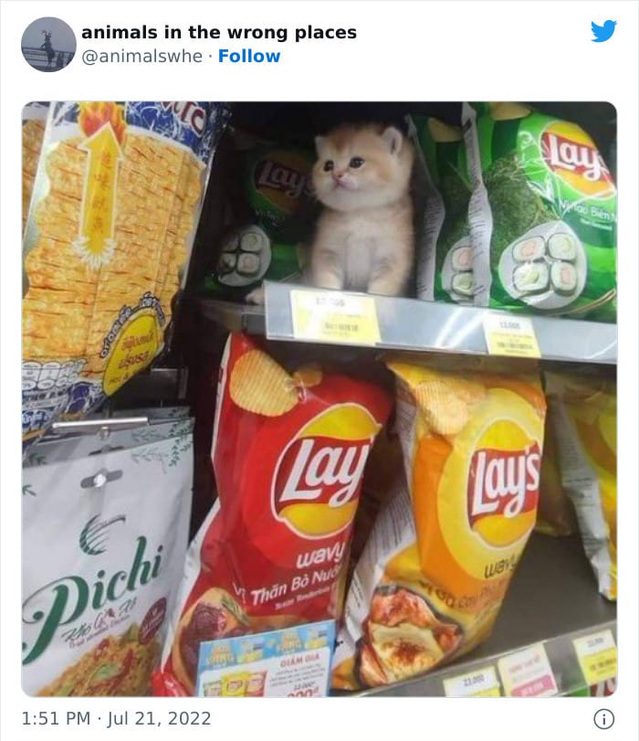 30 Hilarious And Odd Times Animals Were Spotted In Places They Shouldn't Have Been 