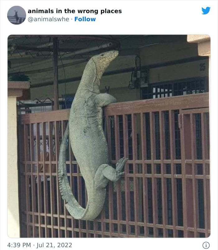30 Hilarious And Odd Times Animals Were Spotted In Places They Shouldn't Have Been 