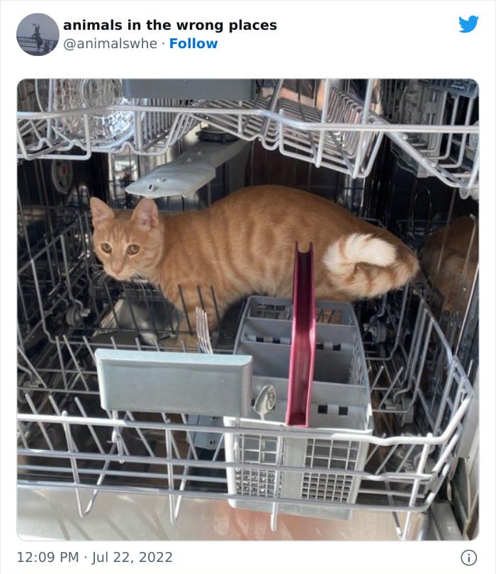 30 Hilarious And Odd Times Animals Were Spotted In Places They Shouldn't Have Been 