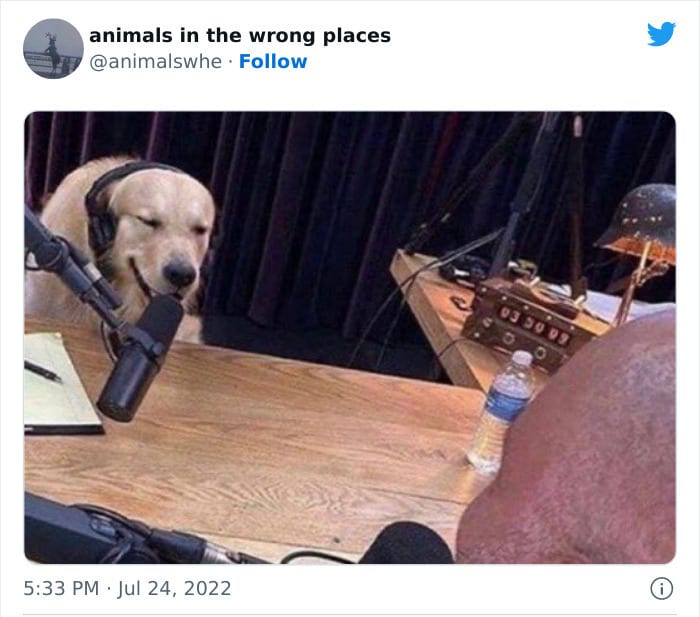 30 Hilarious And Odd Times Animals Were Spotted In Places They Shouldn't Have Been 