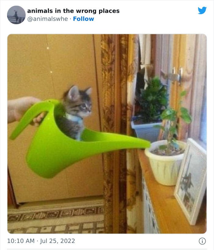 30 Hilarious And Odd Times Animals Were Spotted In Places They Shouldn't Have Been 