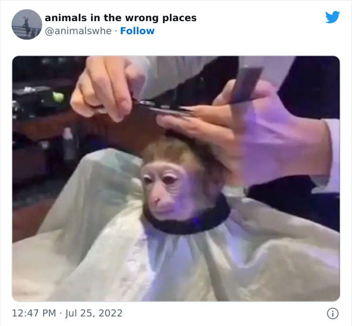 30 Hilarious And Odd Times Animals Were Spotted In Places They Shouldn't Have Been 