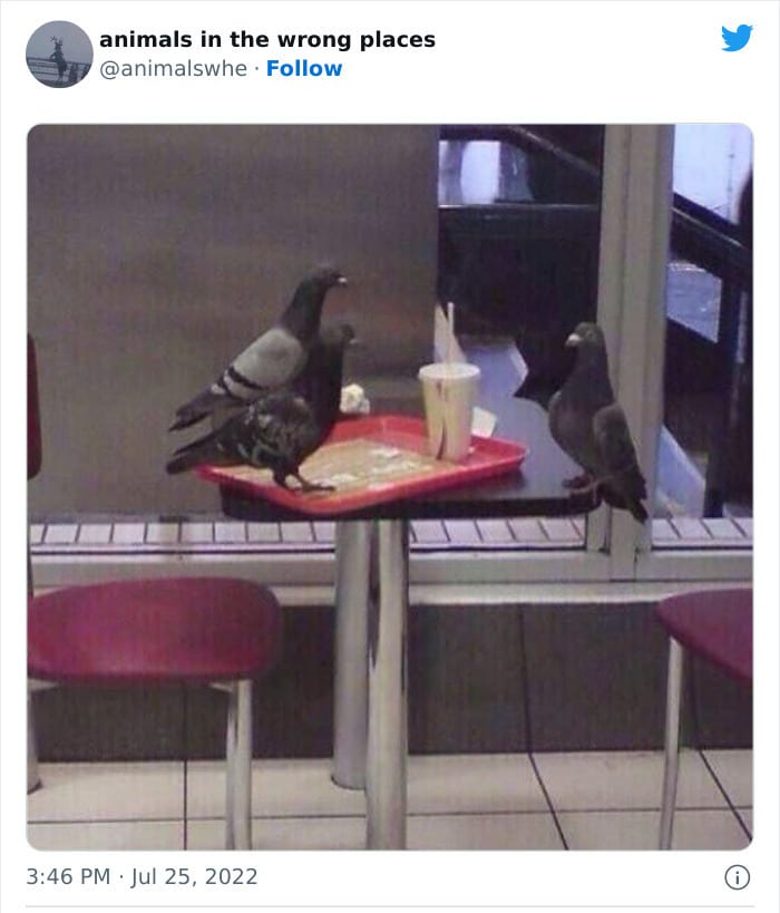 30 Hilarious And Odd Times Animals Were Spotted In Places They Shouldn't Have Been 