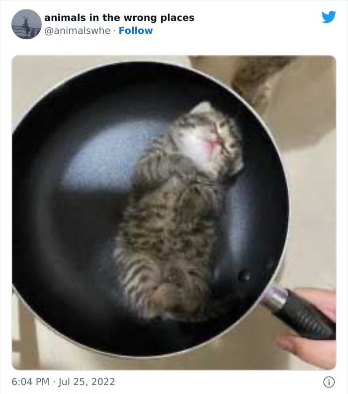 30 Hilarious And Odd Times Animals Were Spotted In Places They Shouldn't Have Been 