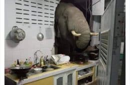 30 Hilarious And Odd Times Animals Were Spotted In Places They Shouldn'T Have Been