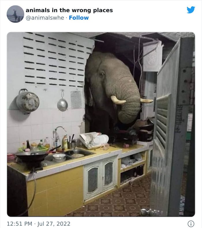 30 Hilarious And Odd Times Animals Were Spotted In Places They Shouldn't Have Been 