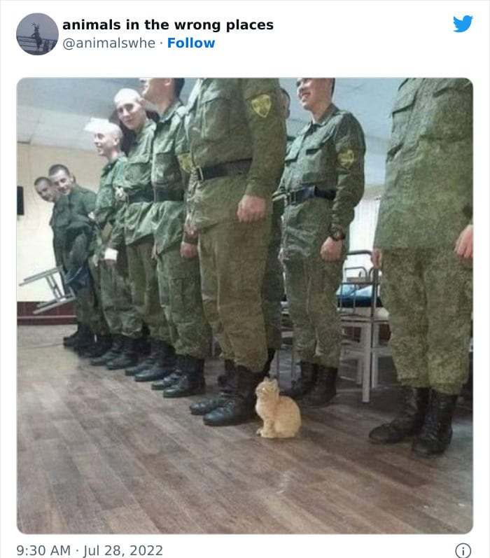 30 Hilarious And Odd Times Animals Were Spotted In Places They Shouldn't Have Been 