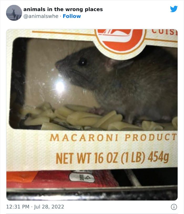 30 Hilarious And Odd Times Animals Were Spotted In Places They Shouldn't Have Been 