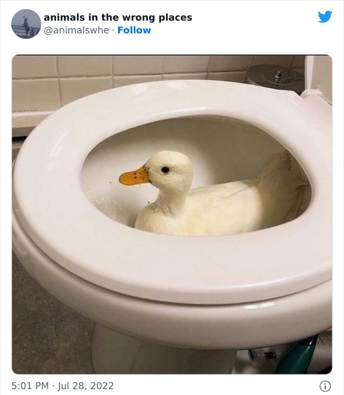 30 Hilarious And Odd Times Animals Were Spotted In Places They Shouldn't Have Been 