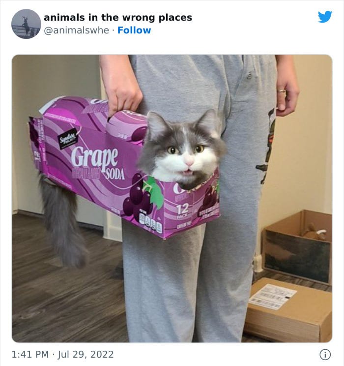 30 Hilarious And Odd Times Animals Were Spotted In Places They Shouldn't Have Been 