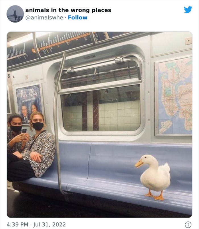 30 Hilarious And Odd Times Animals Were Spotted In Places They Shouldn't Have Been 