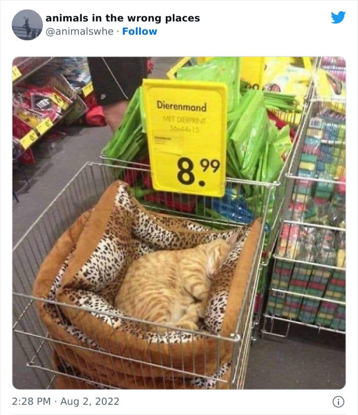 30 Hilarious And Odd Times Animals Were Spotted In Places They Shouldn't Have Been 