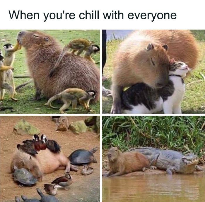 30 Extremely Wholesome Animal Memes That Are So Cute !