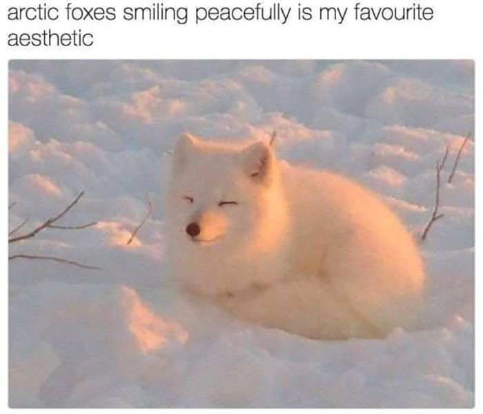 30 Extremely Wholesome Animal Memes That Are So Cute !