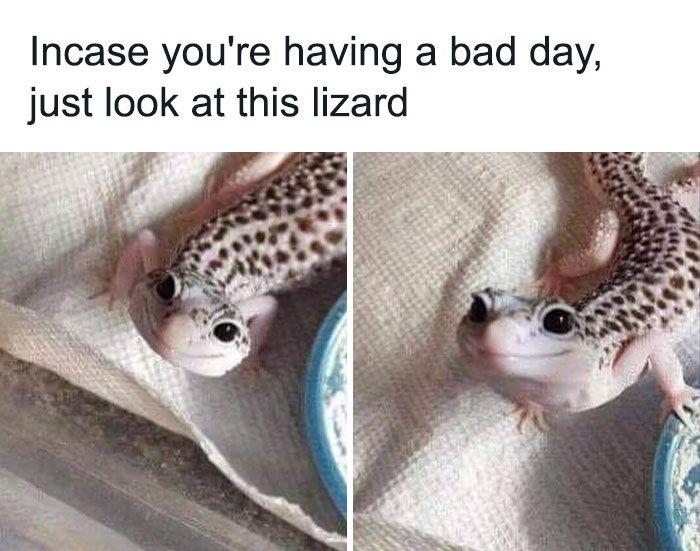 30 Extremely Wholesome Animal Memes That Are So Cute !