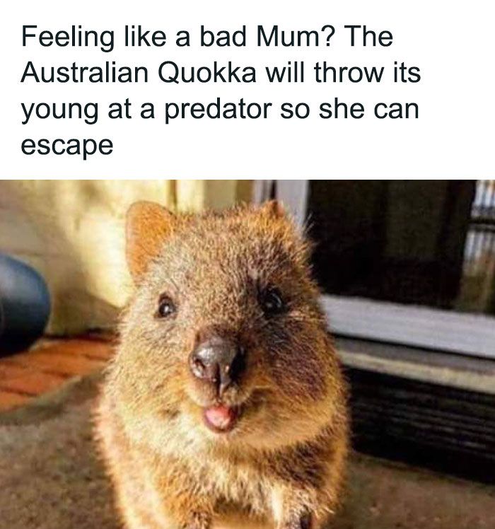 30 Extremely Wholesome Animal Memes That Are So Cute !
