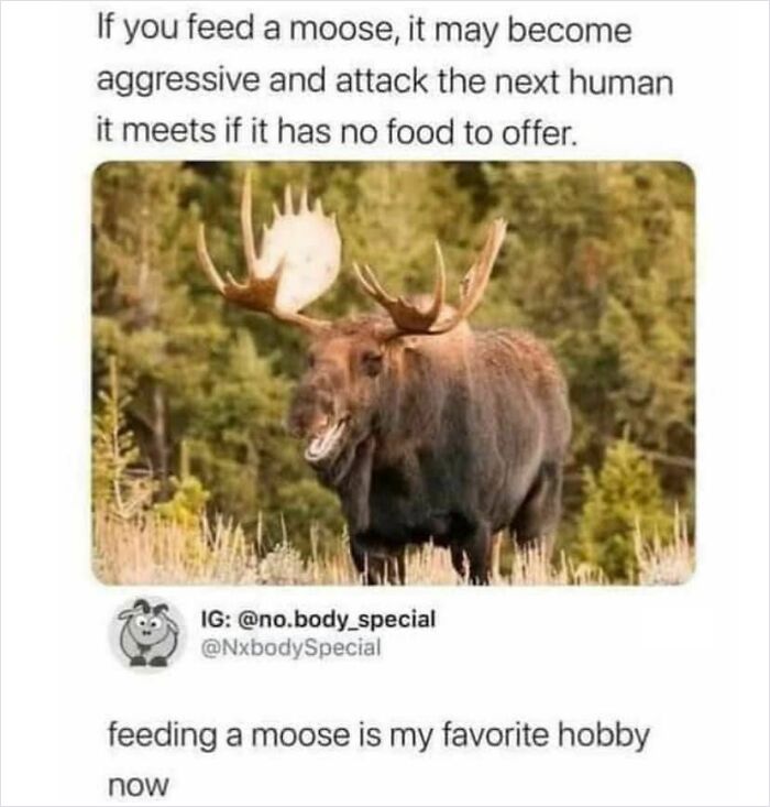 30 Extremely Wholesome Animal Memes That Are So Cute !