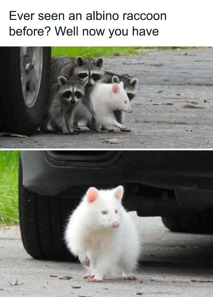 30 Extremely Wholesome Animal Memes That Are So Cute !
