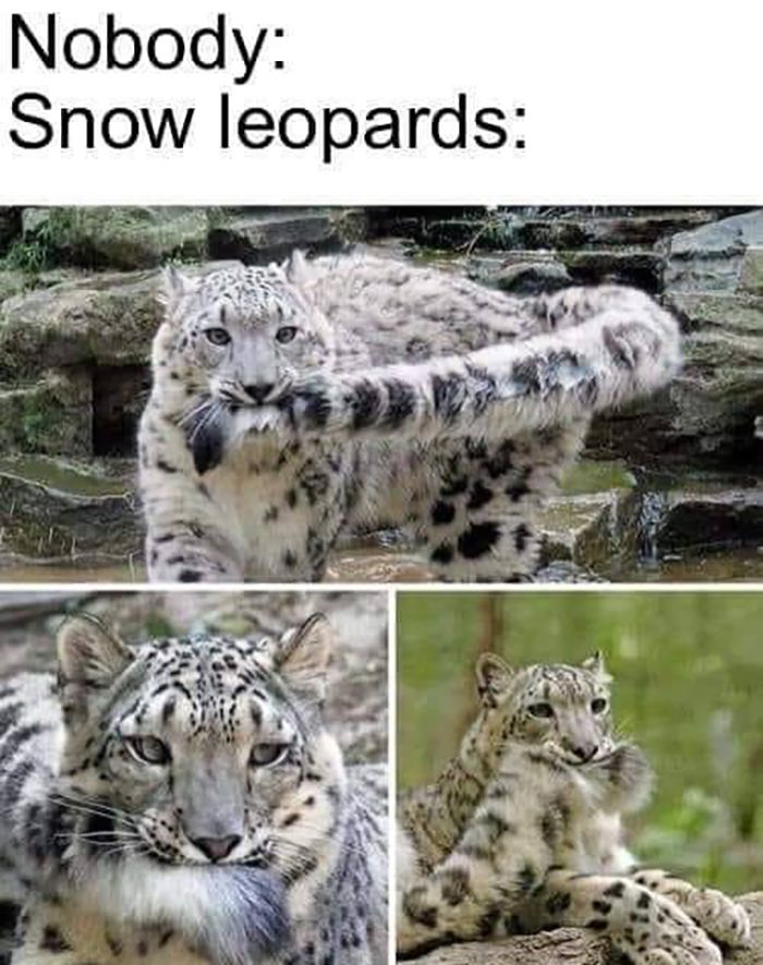 30 Extremely Wholesome Animal Memes That Are So Cute !