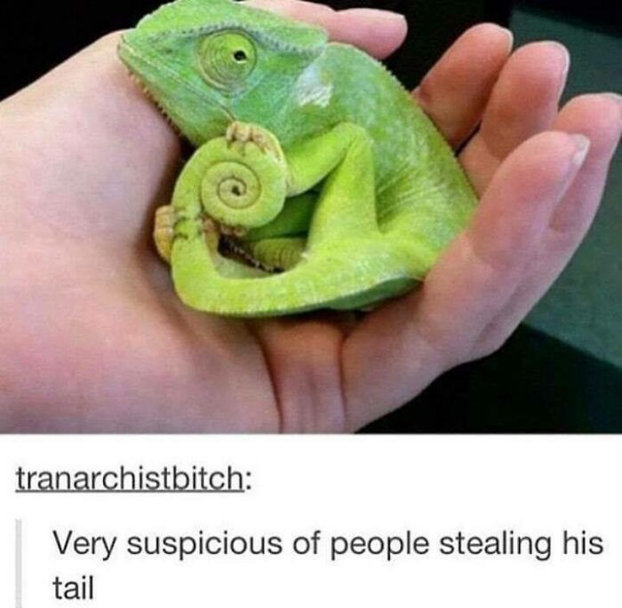 30 Extremely Wholesome Animal Memes That Are So Cute !