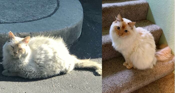 30 Abolutly Addorable Pictures Of Cats Before And After They Were Rescued