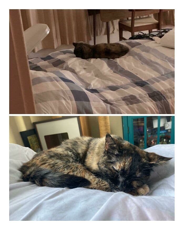 30 Abolutly Addorable Pictures Of Cats Before And After They Were Rescued