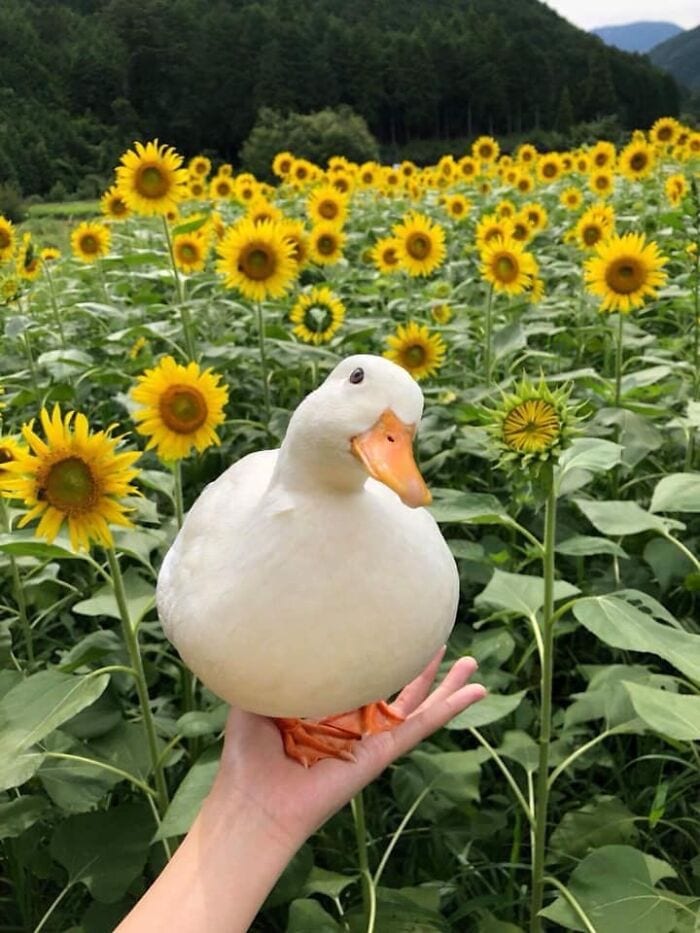 30 Heart Warming Pics That Show Why Ducks Are The Cutest
