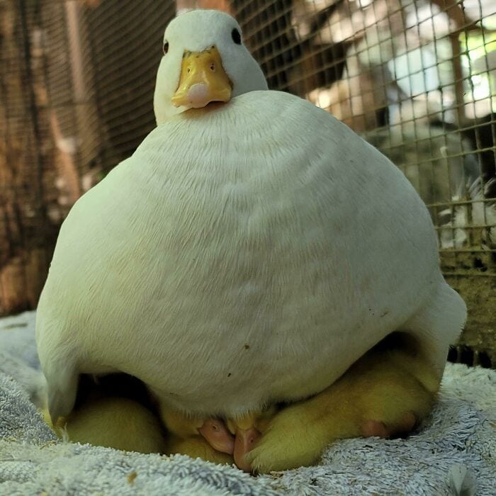 30 Heart Warming Pics That Show Why Ducks Are The Cutest