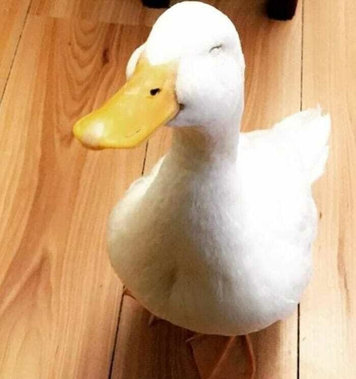 30 Heart Warming Pics That Show Why Ducks Are The Cutest