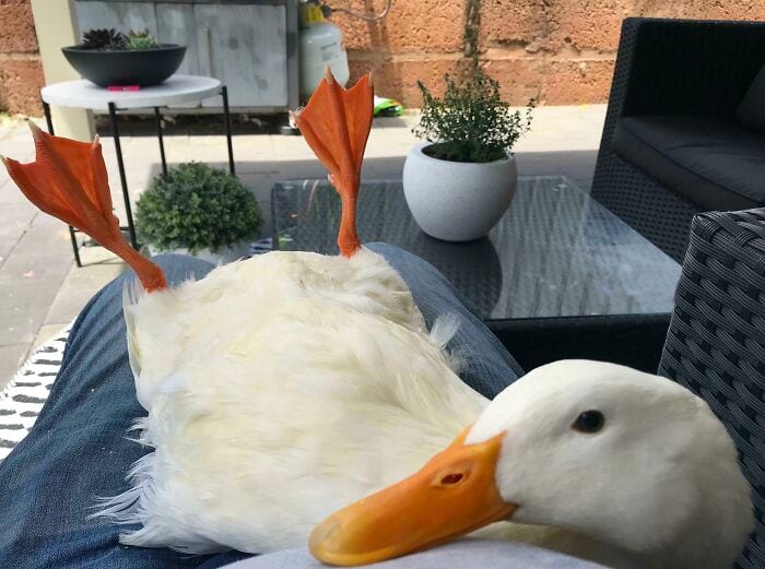 30 Heart Warming Pics That Show Why Ducks Are The Cutest