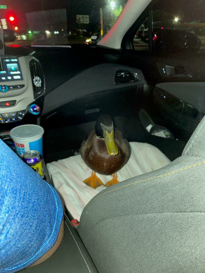 30 Heart Warming Pics That Show Why Ducks Are The Cutest