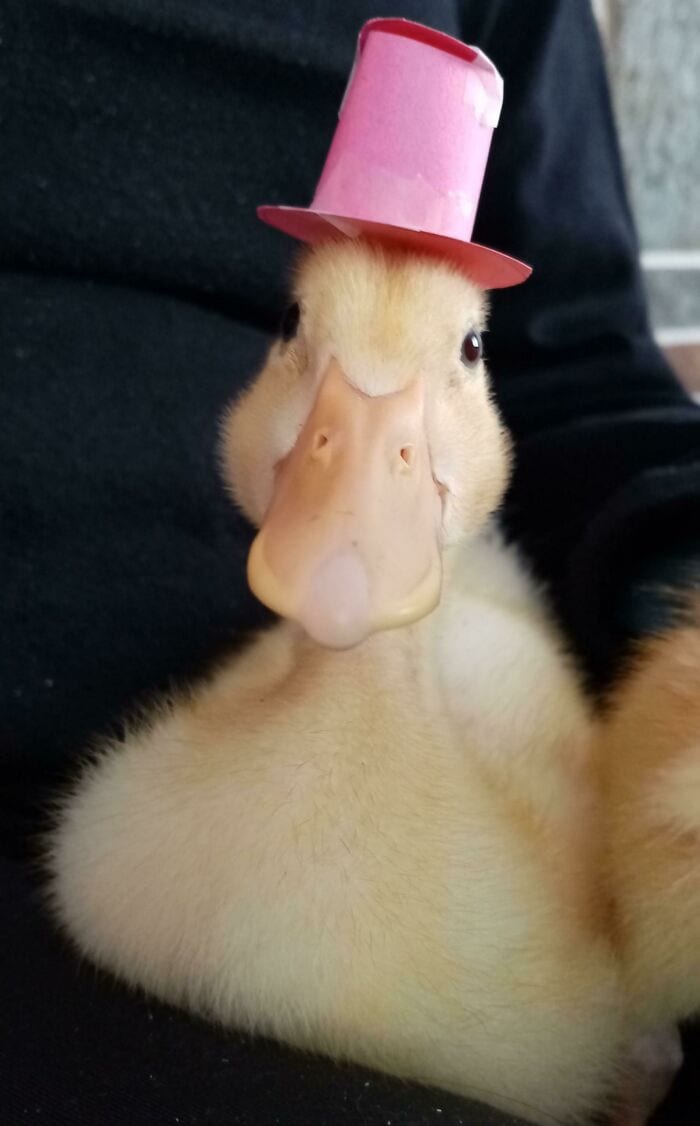 30 Heart Warming Pics That Show Why Ducks Are The Cutest