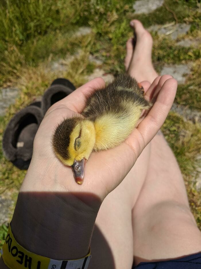 30 Heart Warming Pics That Show Why Ducks Are The Cutest