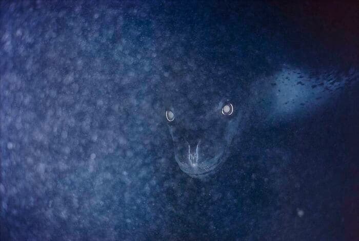 30 Ex30 Extremely Terrifying Images From The Deep Sea Tremely Terrifying Images From The Deep Sea