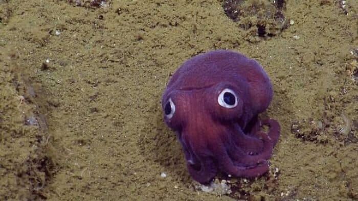 30 Extremely Terrifying Images From The Deep Sea