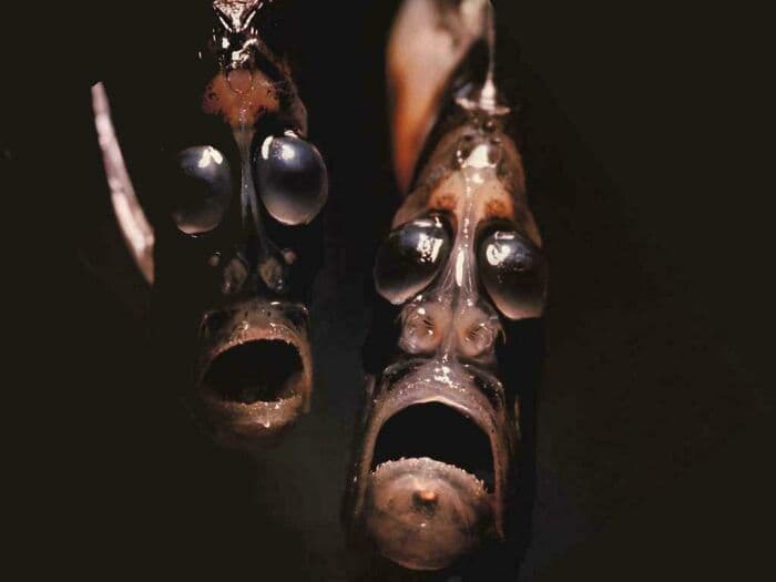 30 Extremely Terrifying Images From The Deep Sea