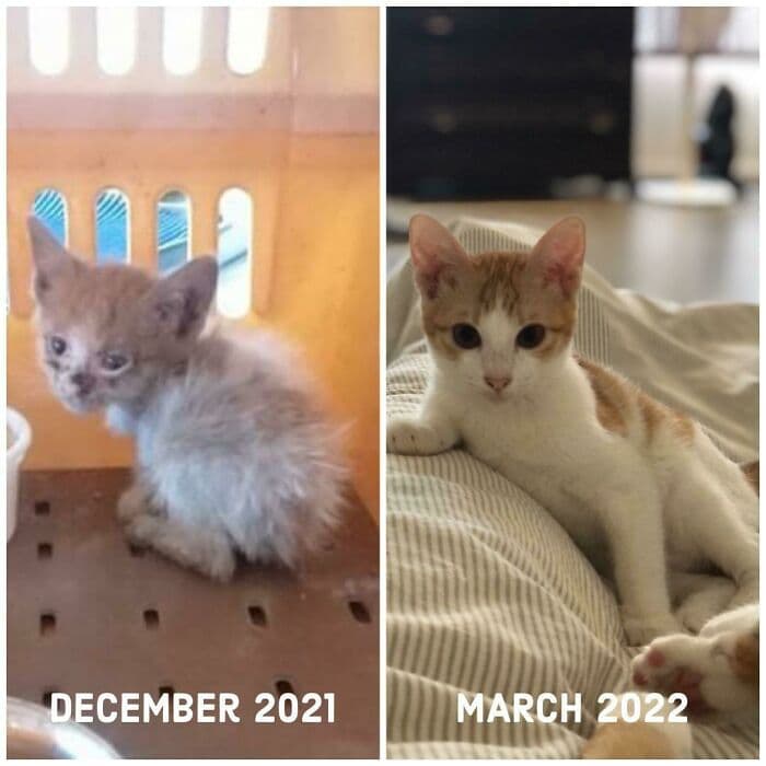 30 Abolutly Addorable Pictures Of Cats Before And After They Were Rescued