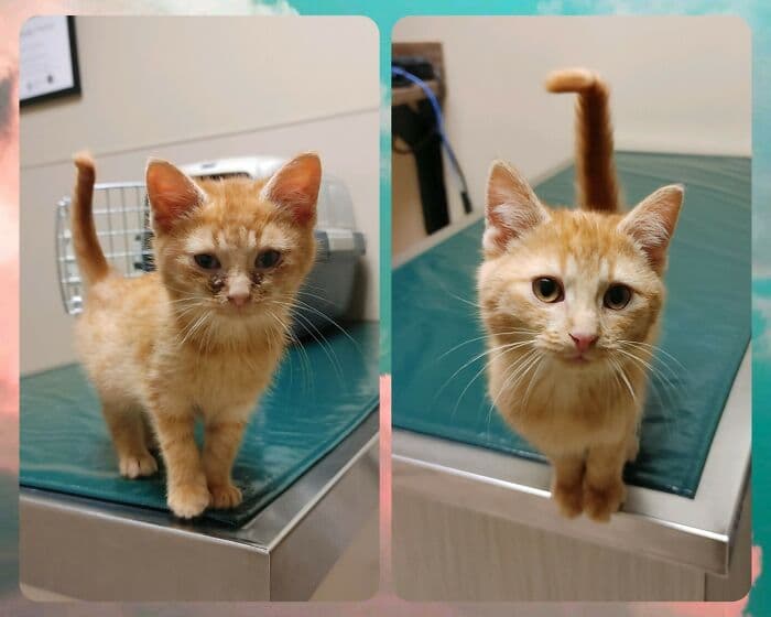 30 Abolutly Addorable Pictures Of Cats Before And After They Were Rescued