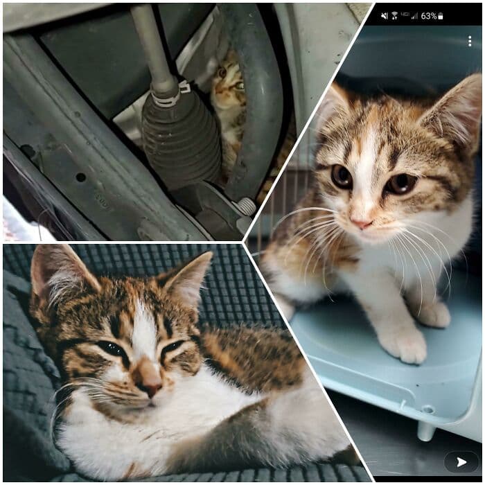 30 Abolutly Addorable Pictures Of Cats Before And After They Were Rescued
