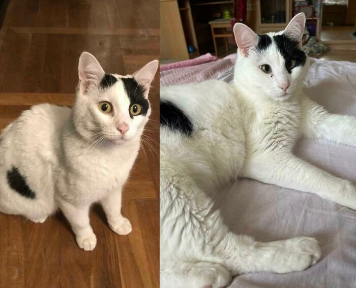 30 Abolutly Addorable Pictures Of Cats Before And After They Were Rescued