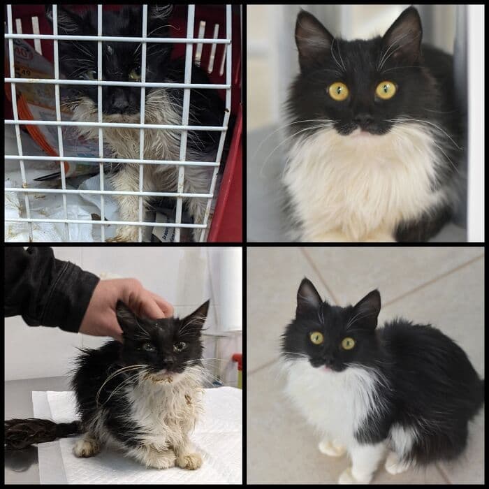 30 Abolutly Addorable Pictures Of Cats Before And After They Were Rescued