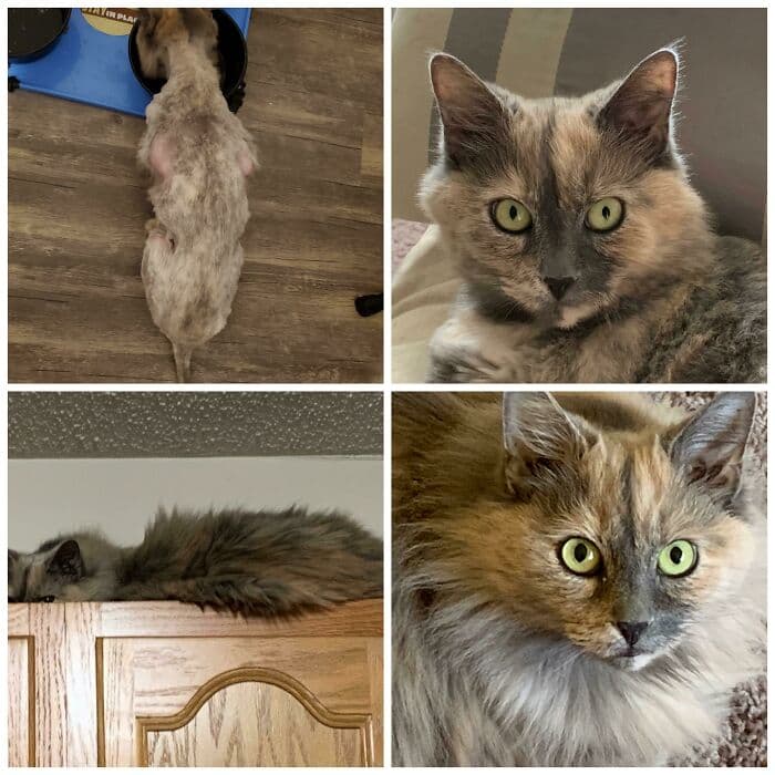 30 Abolutly Addorable Pictures Of Cats Before And After They Were Rescued